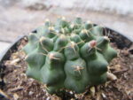 767-2-gymnocalycium-baldianum-dwarf-chin-cactus-1-11622-t-x-222-w-12-2-20