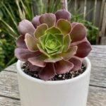 CabbageRoseecheveriapallid (37)