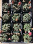 767-2-gymnocalycium-baldianum-dwarf-chin-cactus-1-11622-t-x-222-w-12-2-20