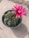 767-2-gymnocalycium-baldianum-dwarf-chin-cactus-1-11622-t-x-222-w-12-2-20