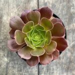 aeonium-arboreum-4-1024×1024