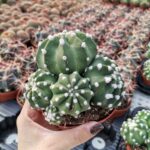 img_20201013_113412-scaled