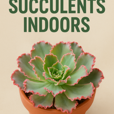 Vastu Benefits of Keeping Succulents Indoors – Positive Energy for Your Home