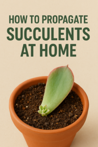Common Mistakes to Avoid When Growing Succulents
