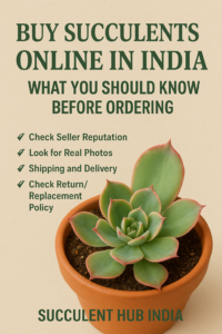 How to Save Overwatered Succulents – Easy Recovery Steps