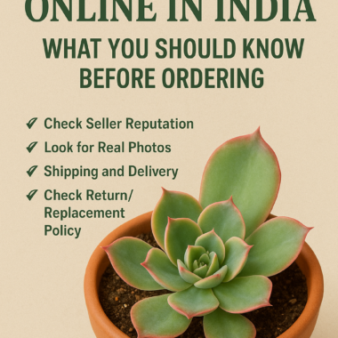 Buy Succulents Online in India – What You Should Know Before Ordering