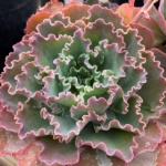 Screenshot 2025-10-05 015134