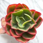 image_znt-300×300-Photoroom-8
